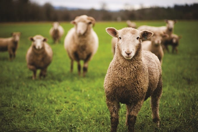 Compassion in World Farming